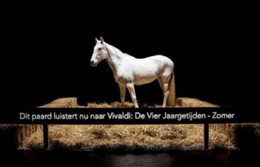Voor we mensen werden (Bart Van de Woestijne)